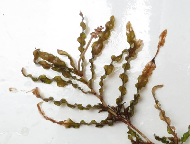 Curlyleaf Pondweed Vermont Invasives